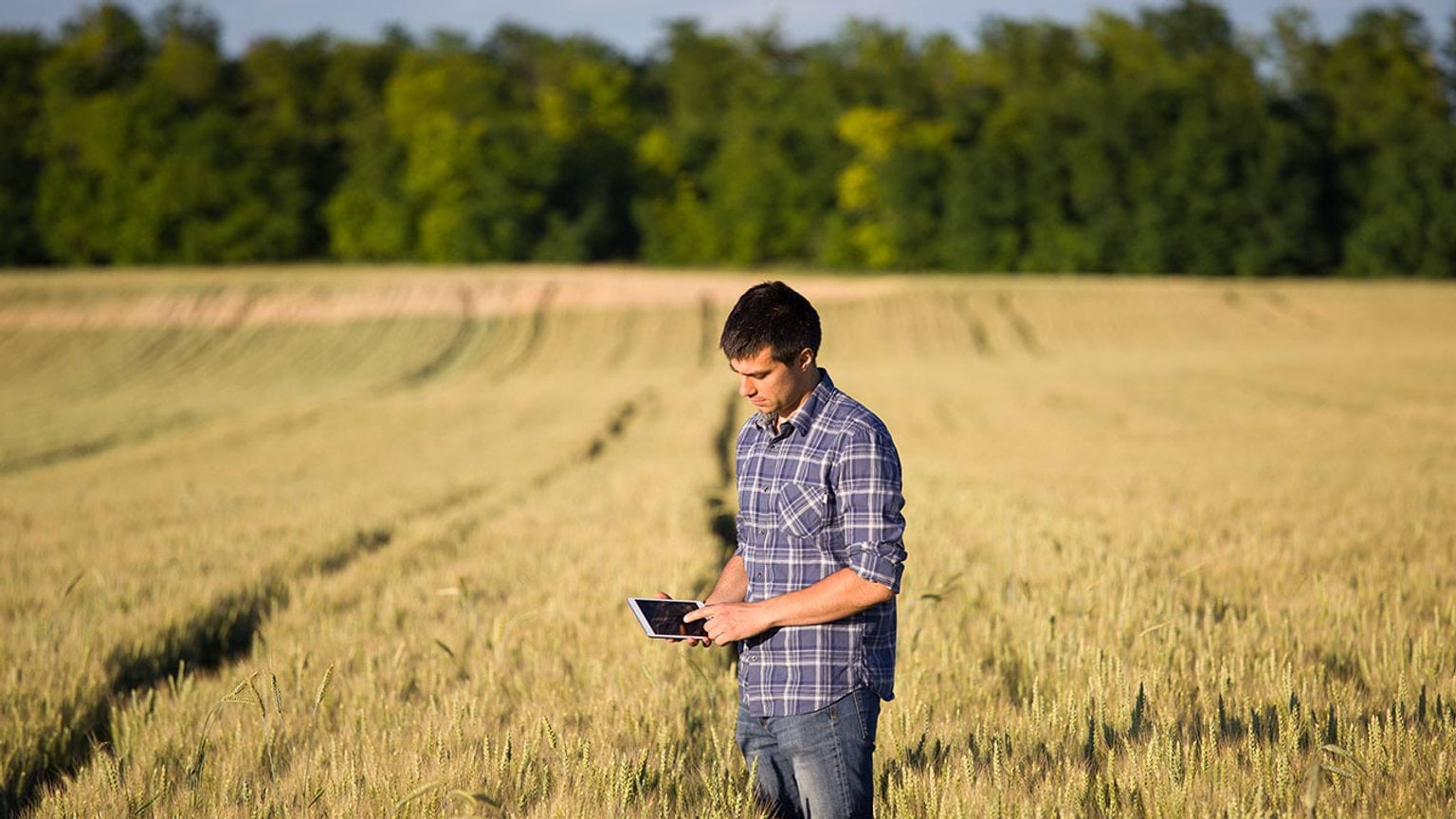 Person in crop paddock with device
