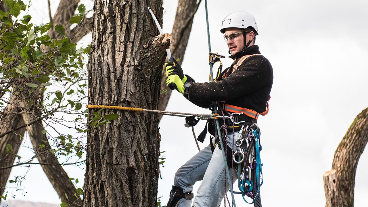 Arborist in safety harness sawing off a branch 