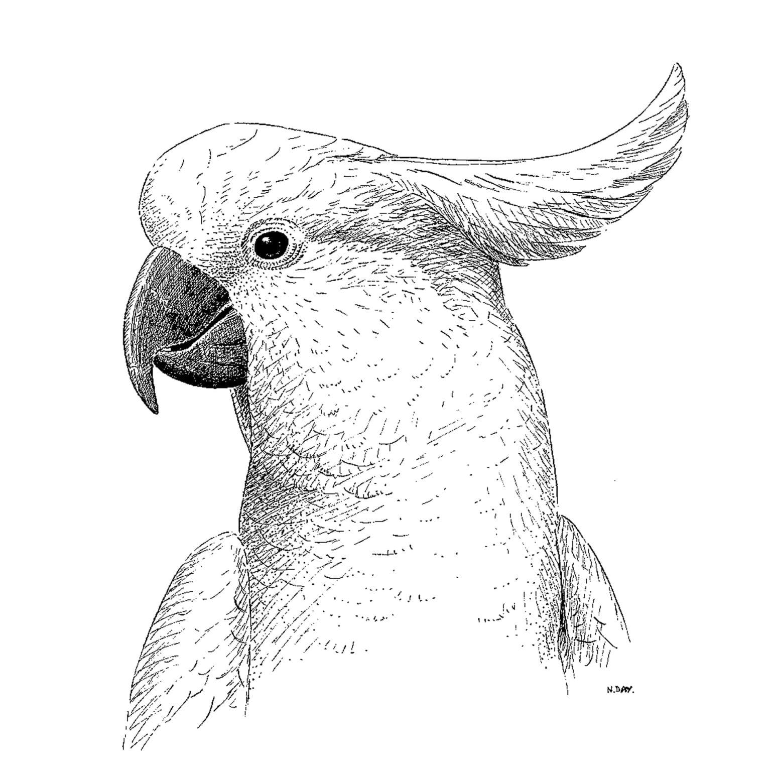 Sulphur-crested Cockatoo, Cacatua galerita