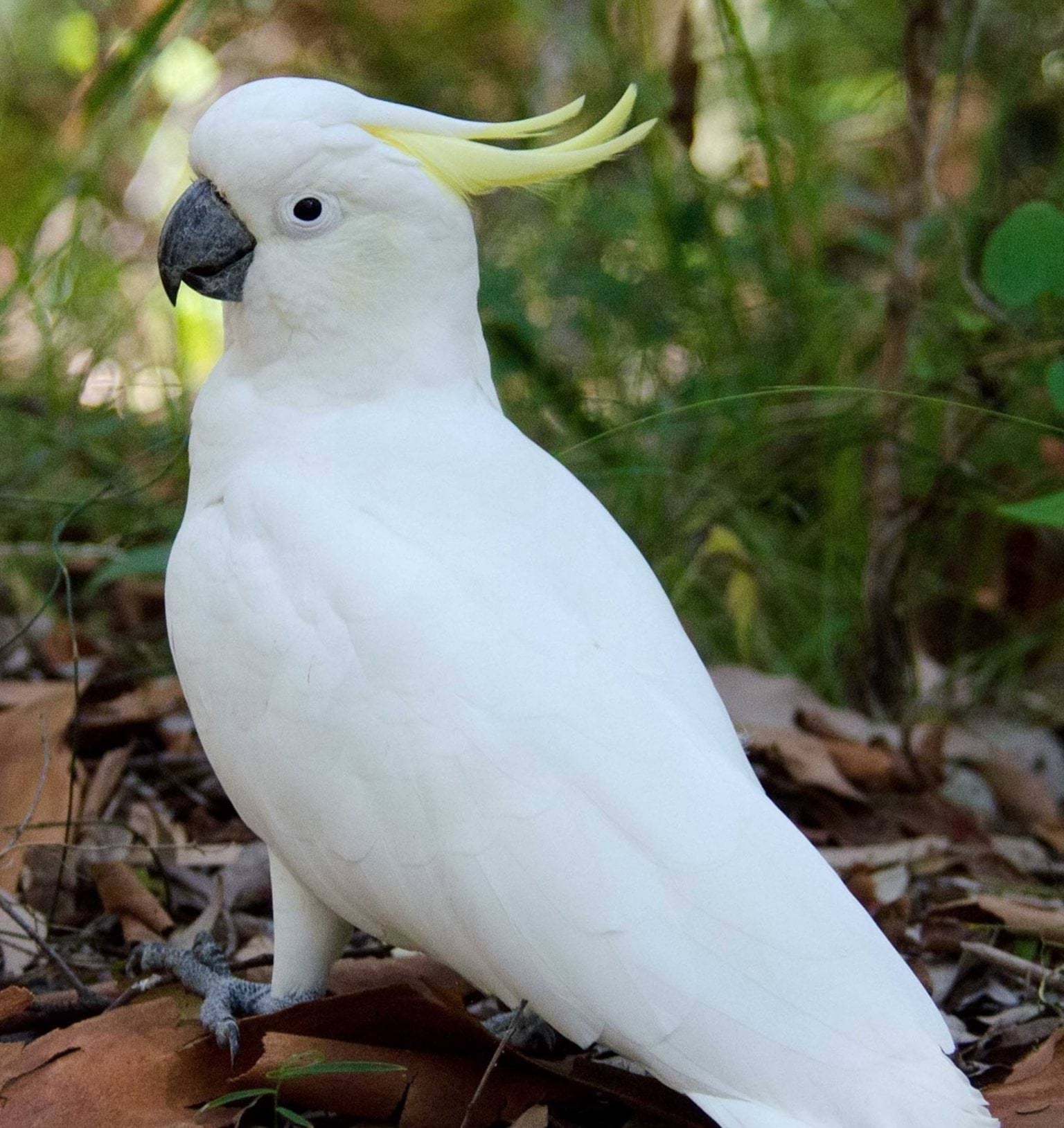 Sulphur-crested Cockatoo photo