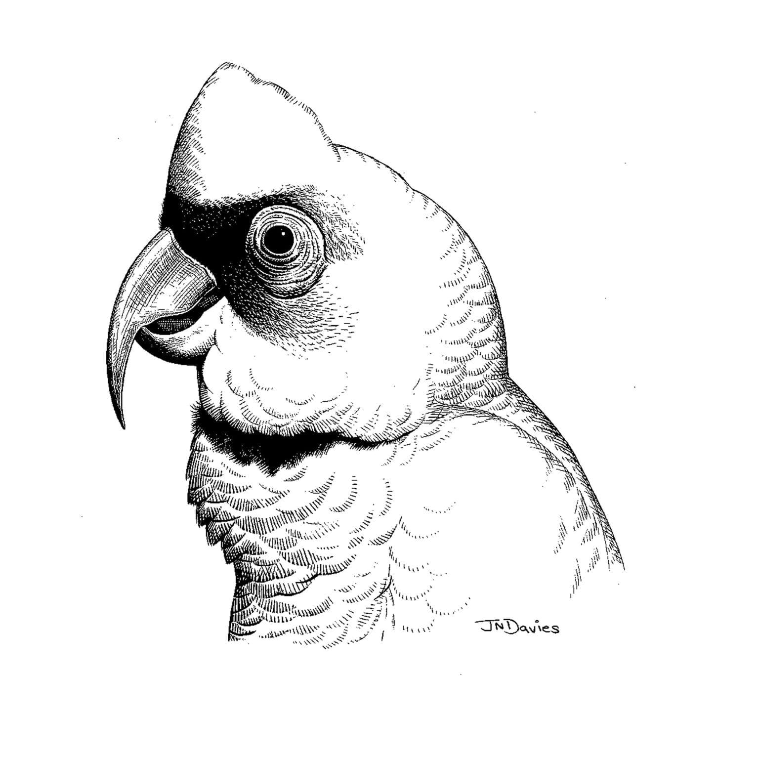 Long-billed Corella, Cacatua tenuirostris
