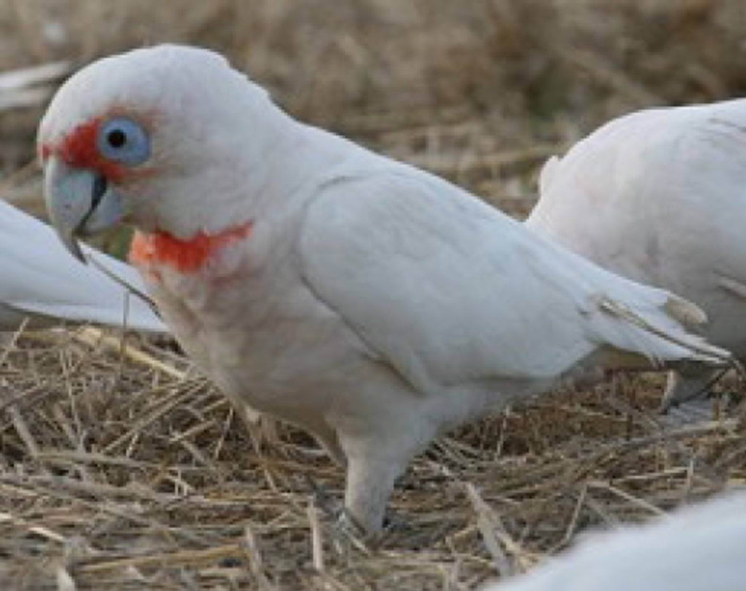 Long-billed Corella