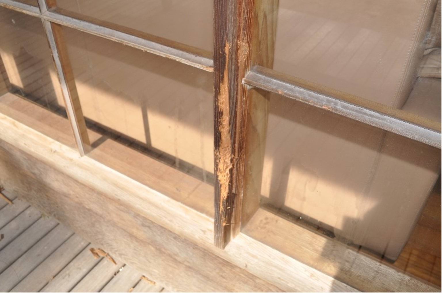 Cockatoo damage to timber window frames