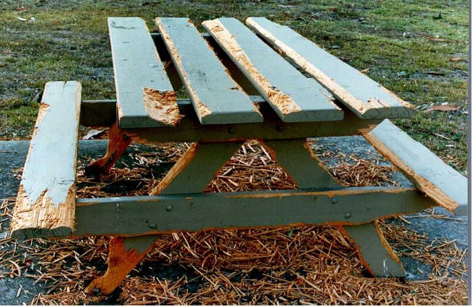 Cockatoo damage to outdoor furniture