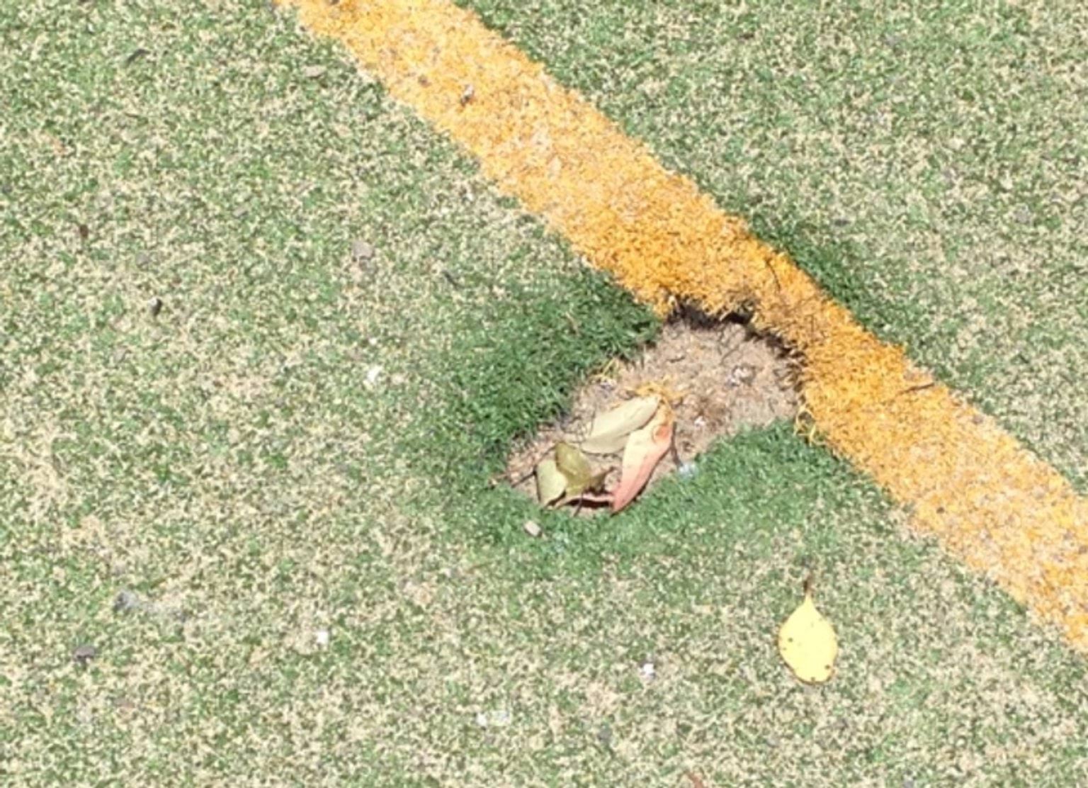 Cockatoo damage to sporting ground