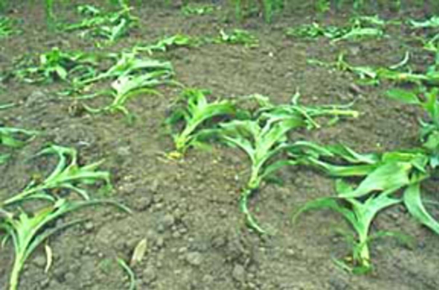 Cockatoo damage to crops