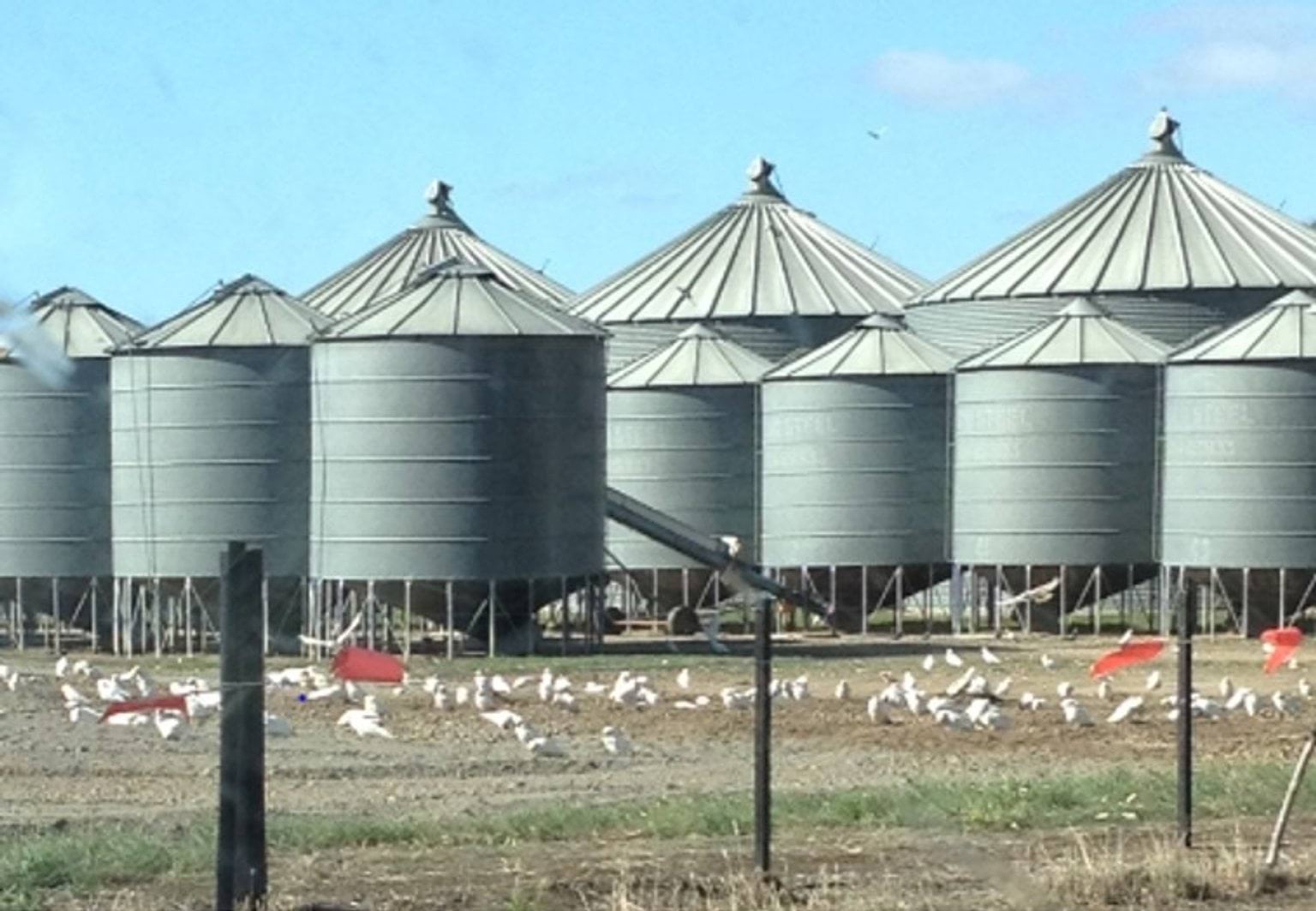 Corellas feeding on grain
