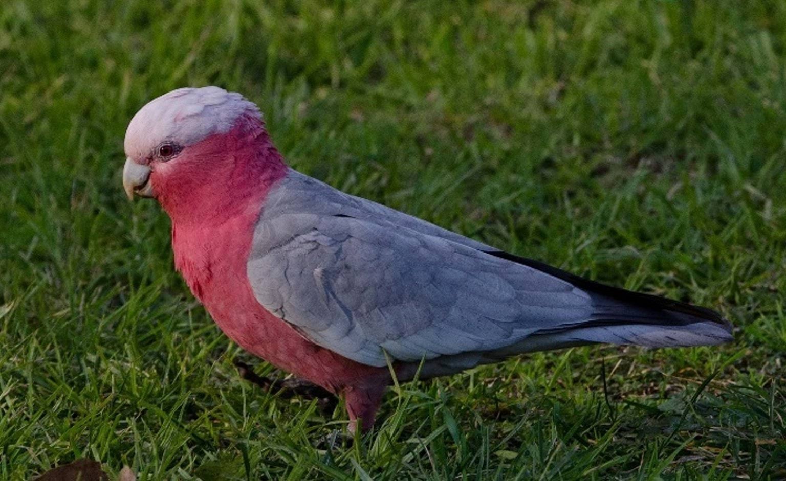 Galah