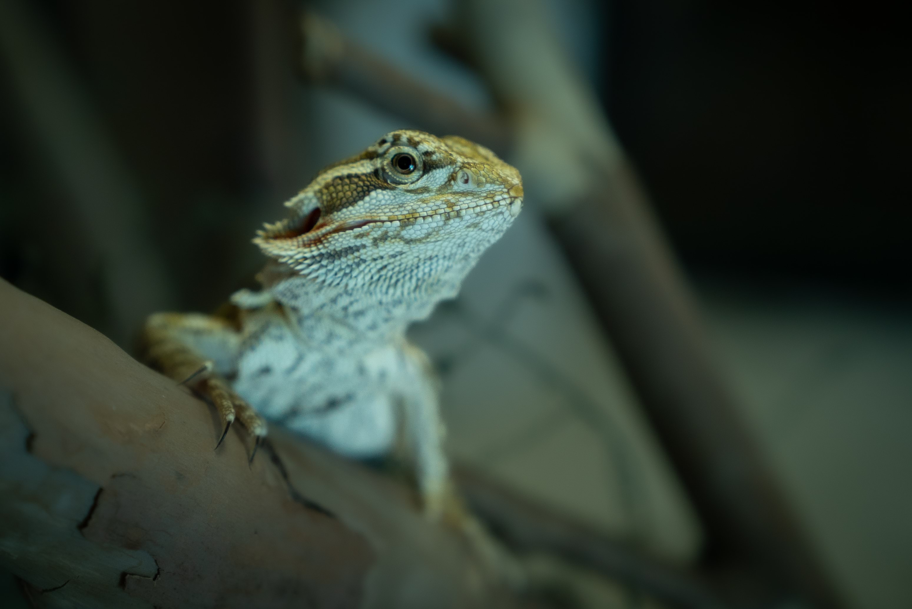 Bearded dragon in enclosure