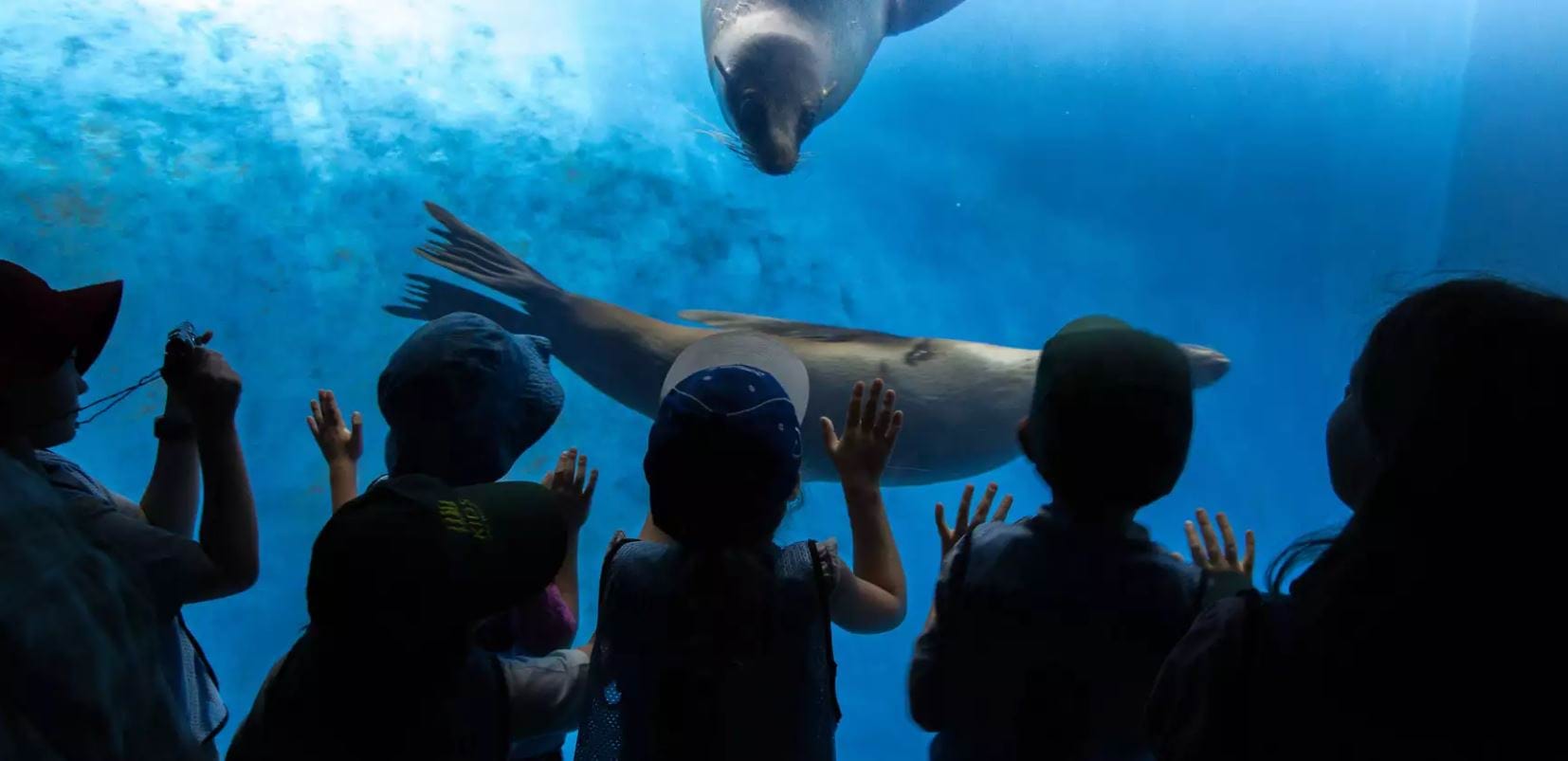 Rear view of children at an aquarium watching seals swimming underwater