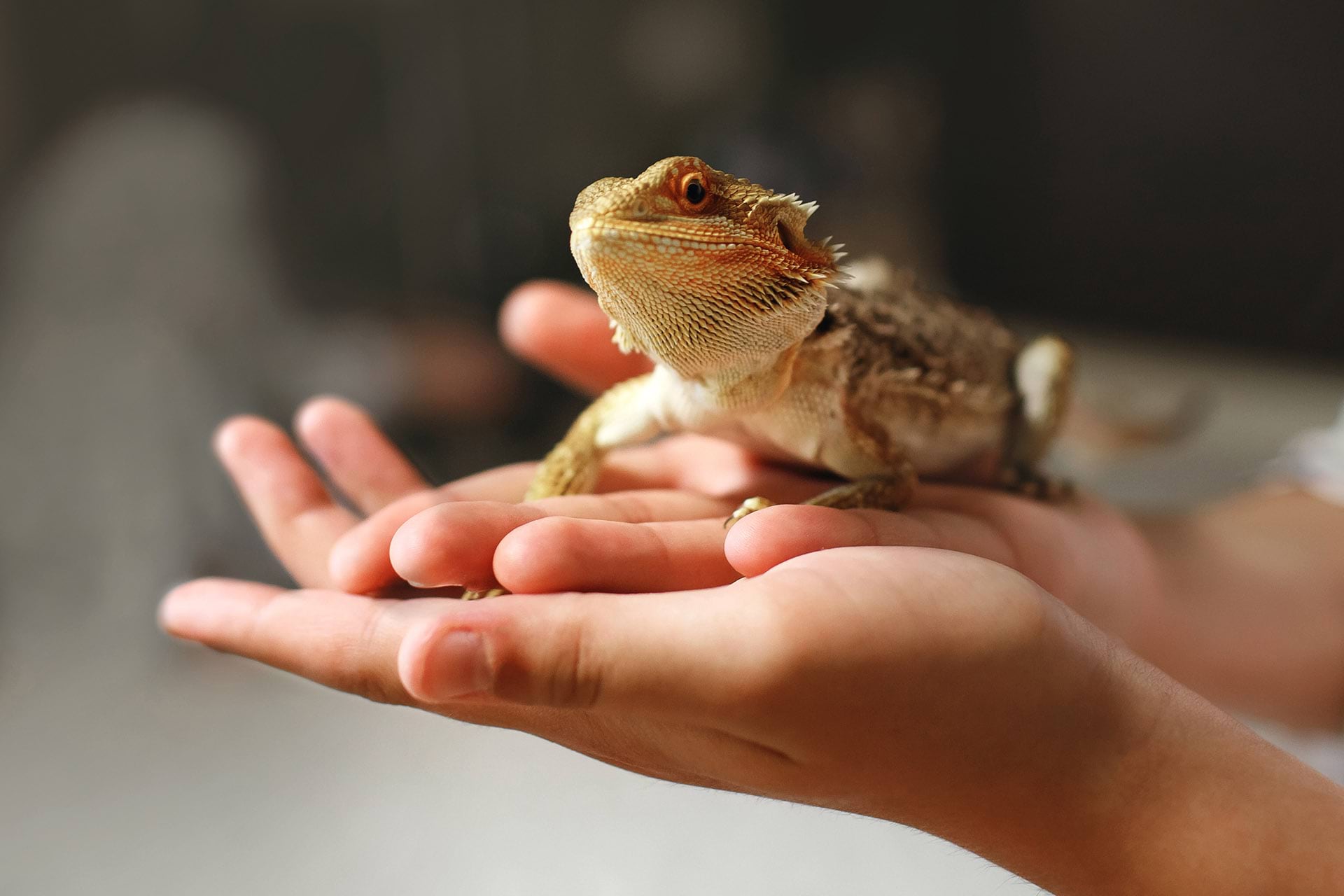 Dragon lizard sits on persons hands