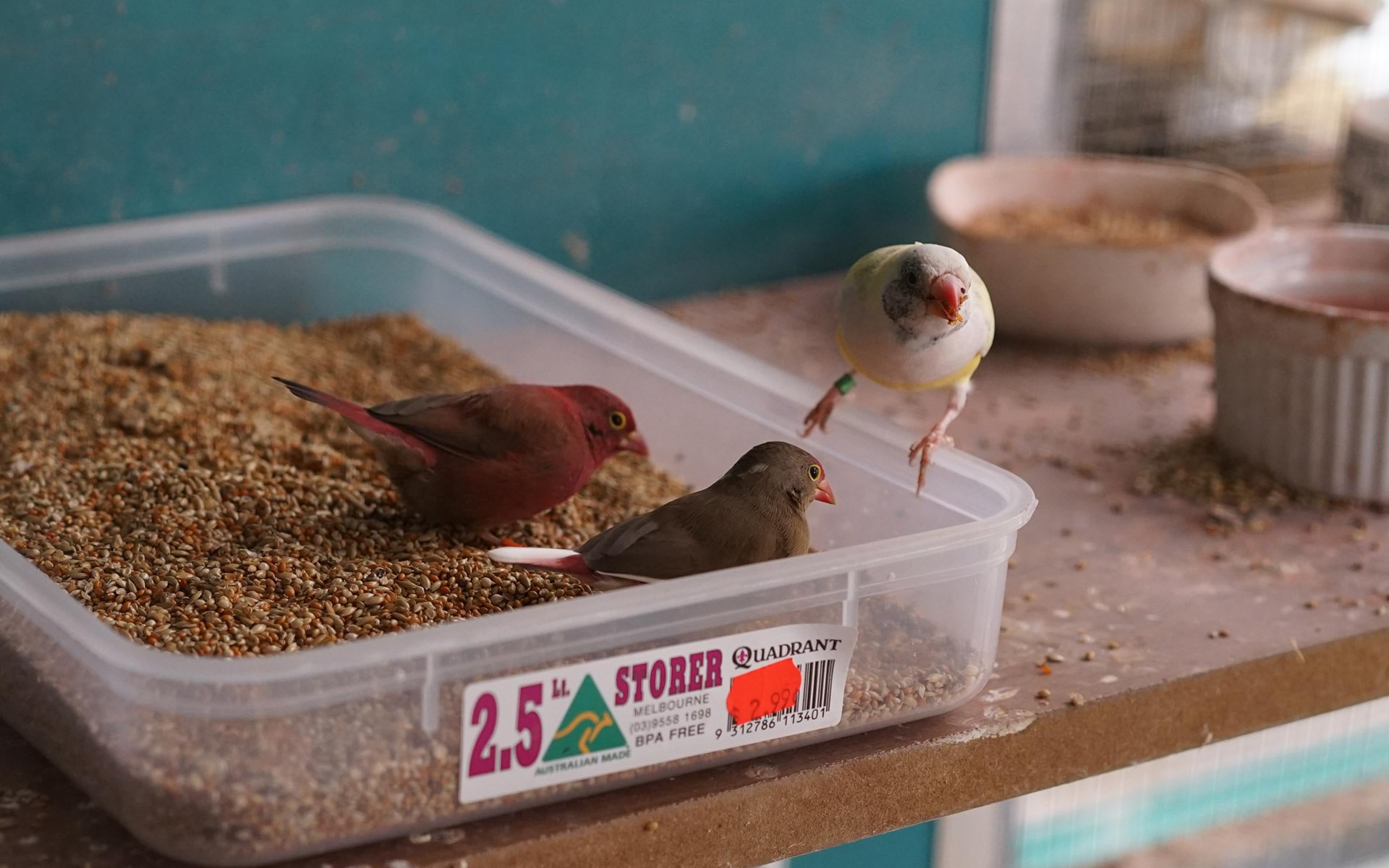 Three finches in cage