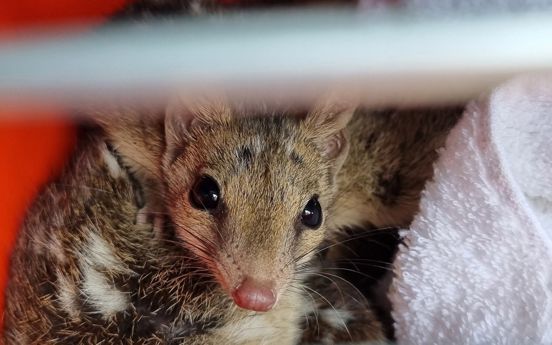 Wildlife quoll in cage