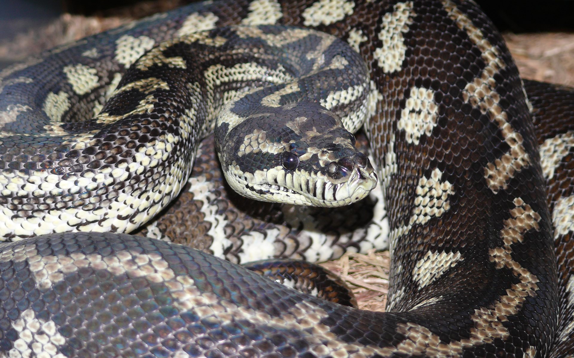 Carpet python in enclosure