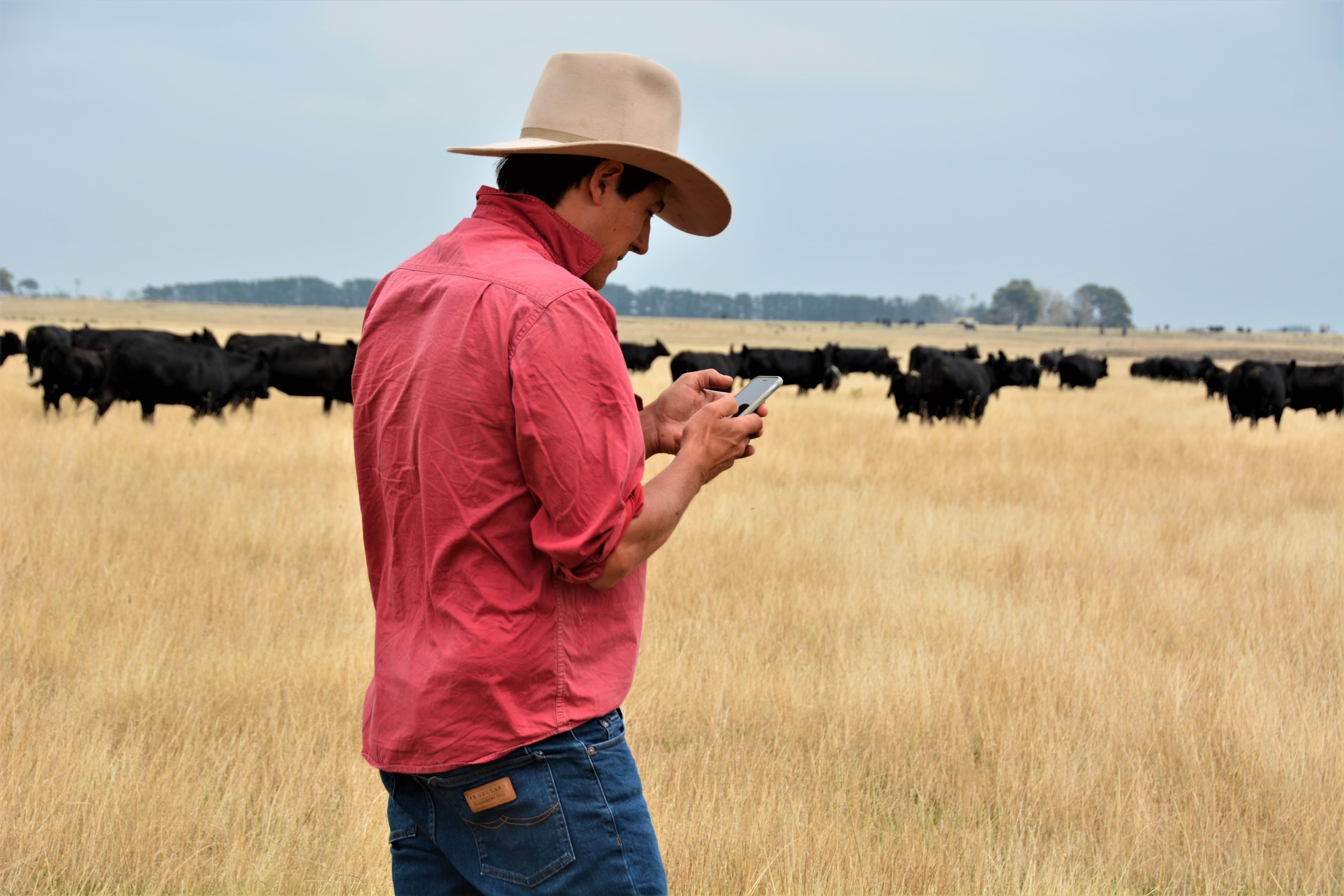 A man wearing an Akubra hat looks at a smartphone. He is standing in a paddock with cattle grazing in the background.