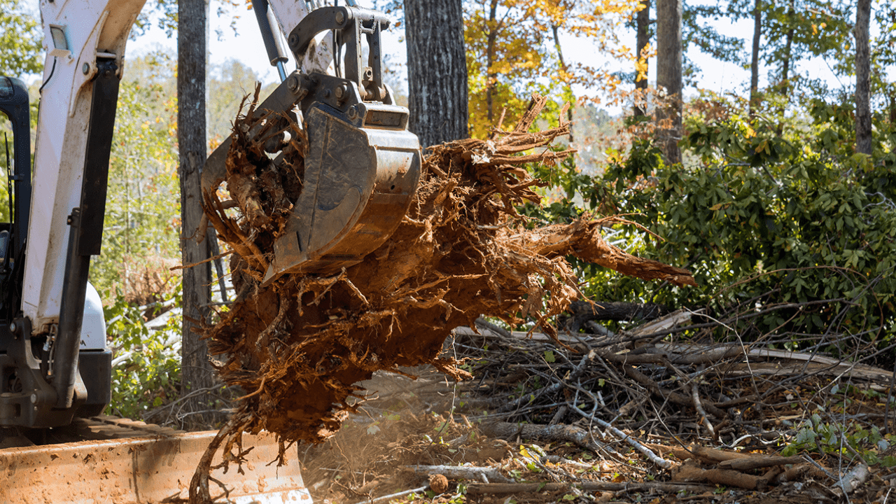 A machine clears a root ball of a tree