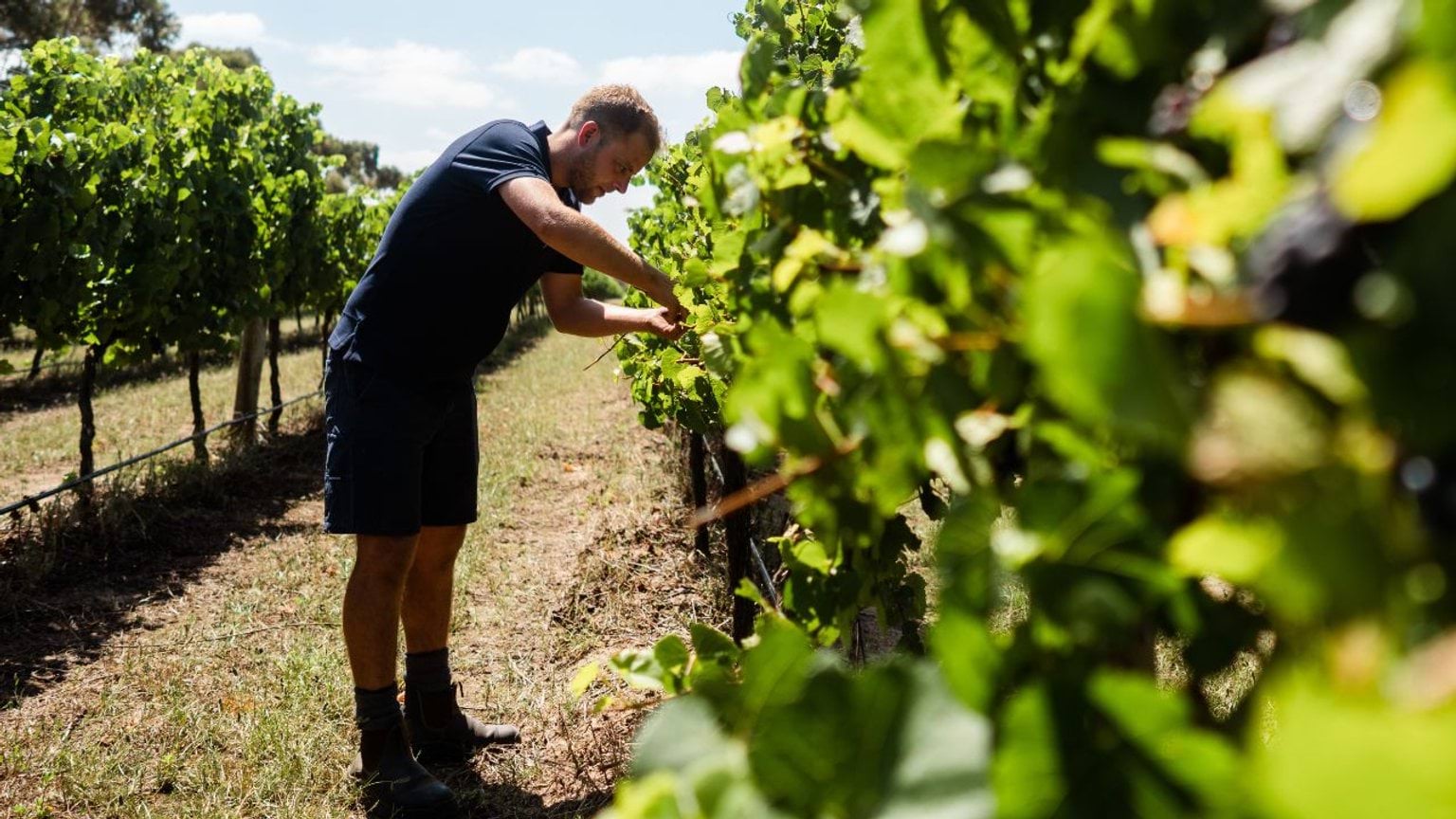 Person working in a vineyard Person working in a vineyard