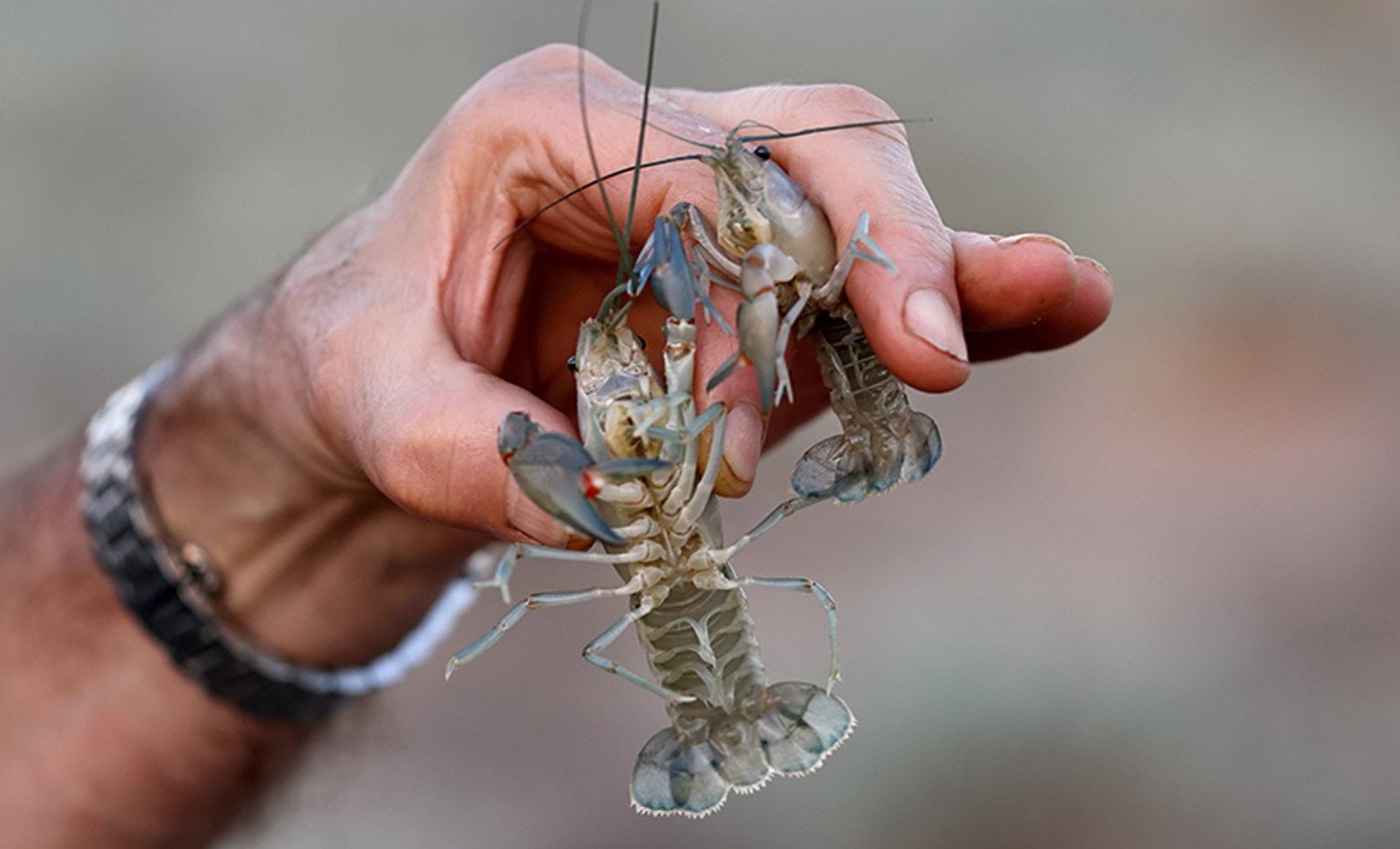 A hand holding yabbies