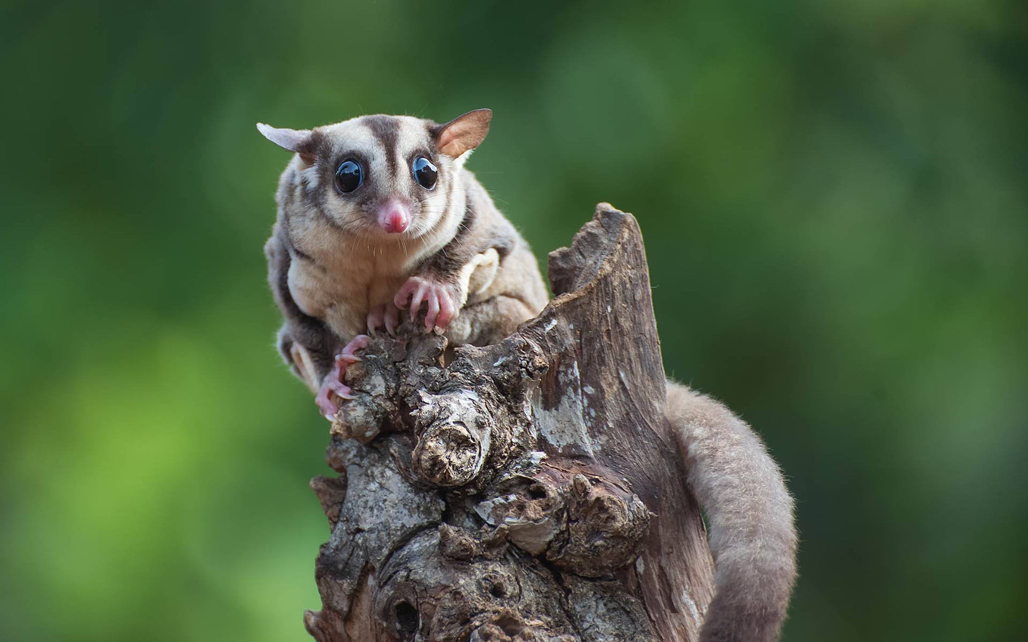 Sugar glider (Petaurus breviceps) on tree branch