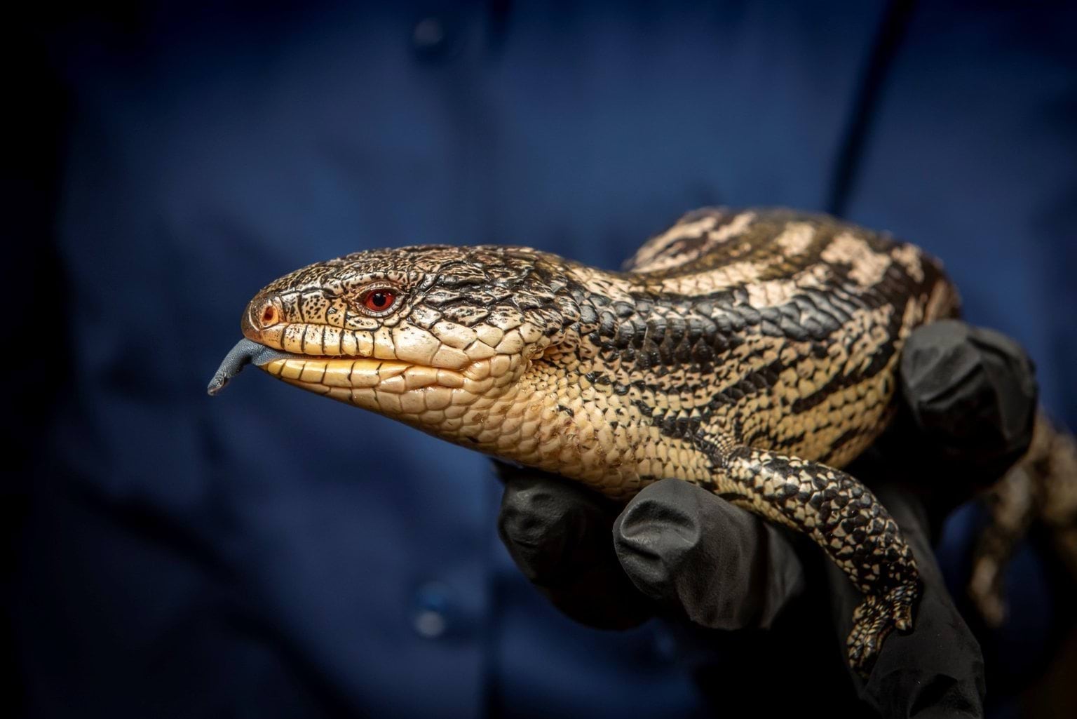 Blue-tongued lizard