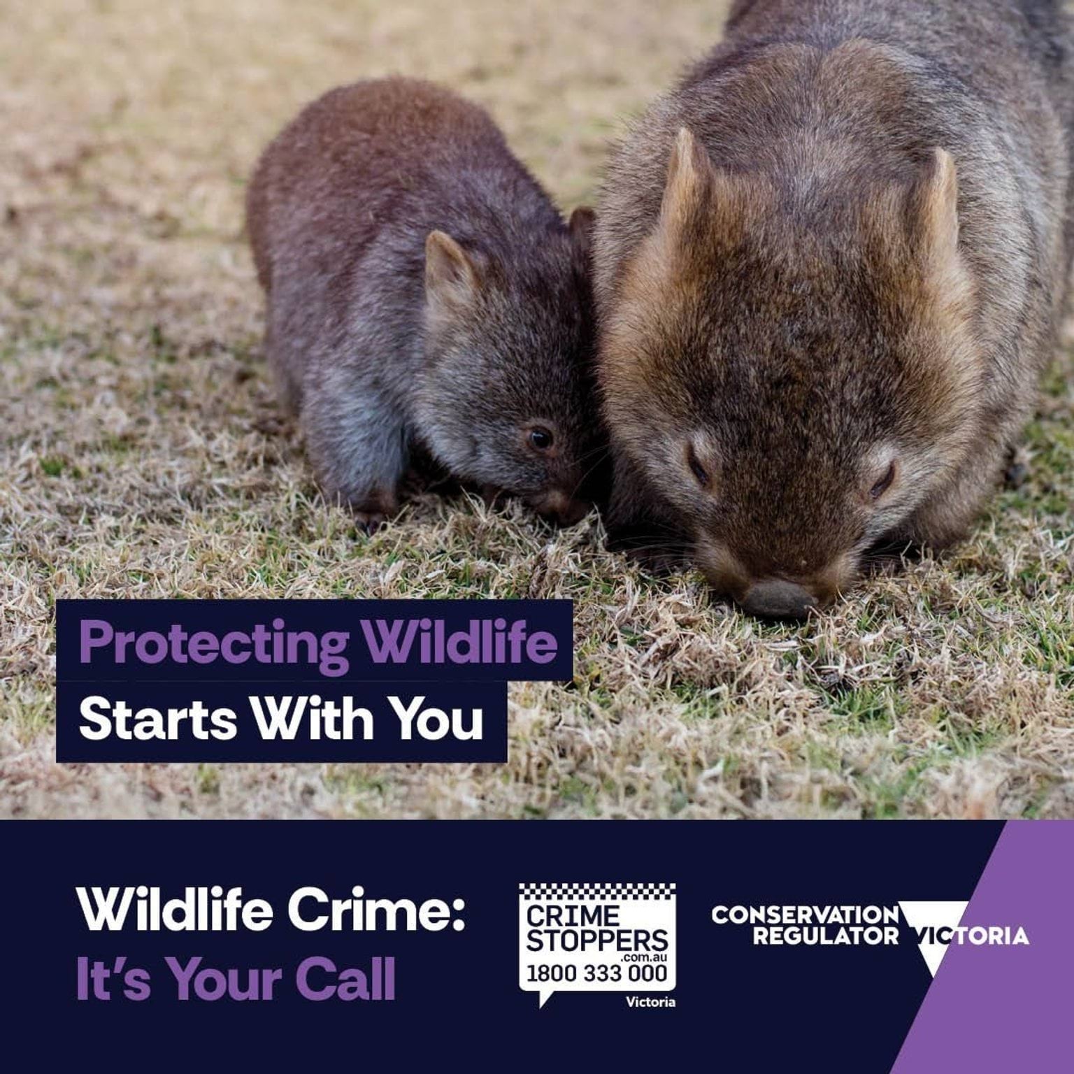 A juvenile wombat with an adult wombat eating grass. The words 'Protecting Wildlife Starts with You' are in the foreground. The Crime Stoppers and Conservation Regulator logos are at the bottom of the image along with the slogan 'Wildlife Crime: It's Your Call'