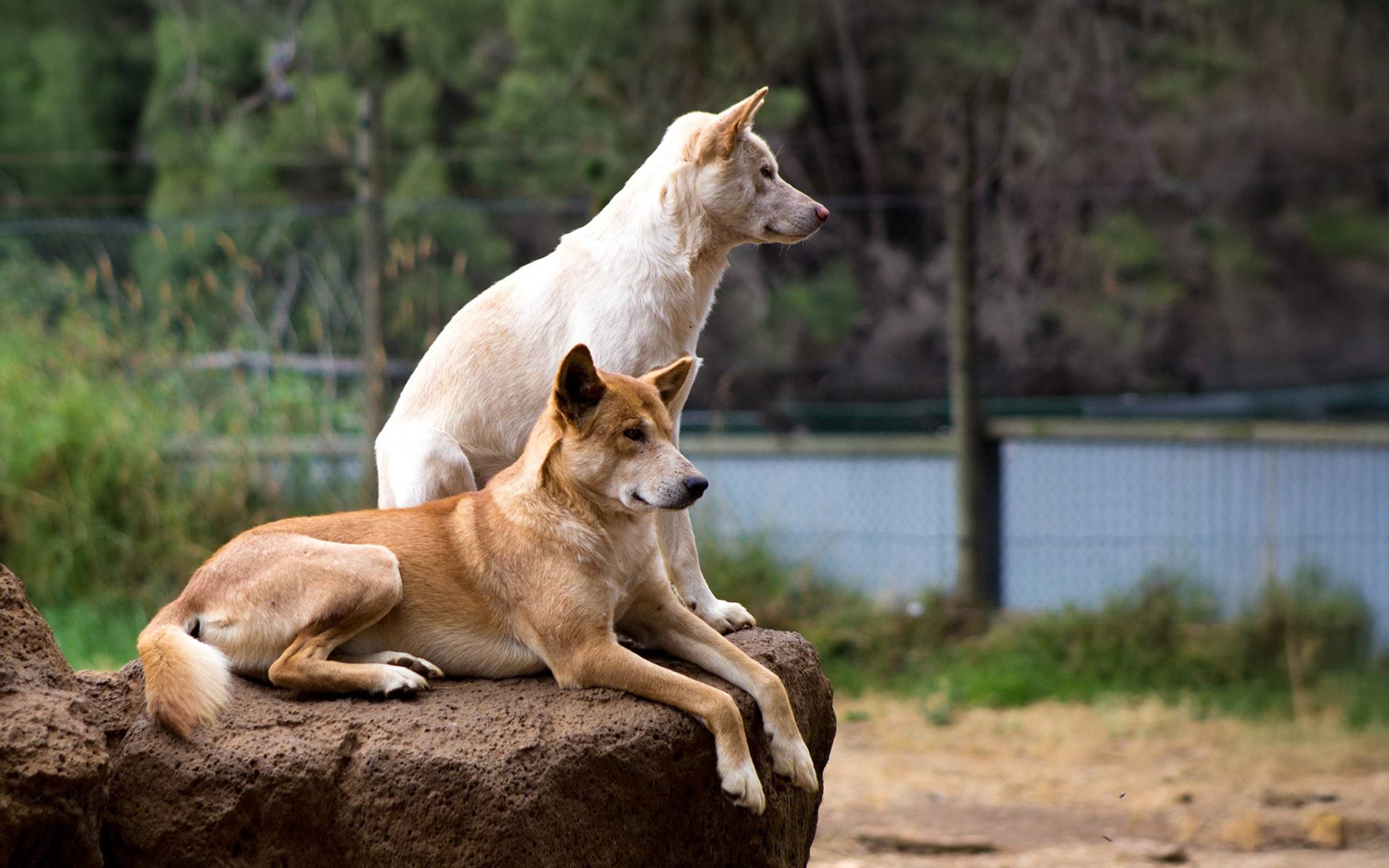 Dingoes in wildlife park
