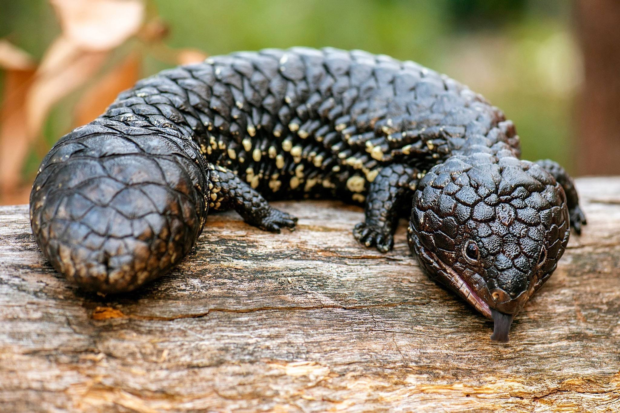 Shingleback blue-tongued skink lizard