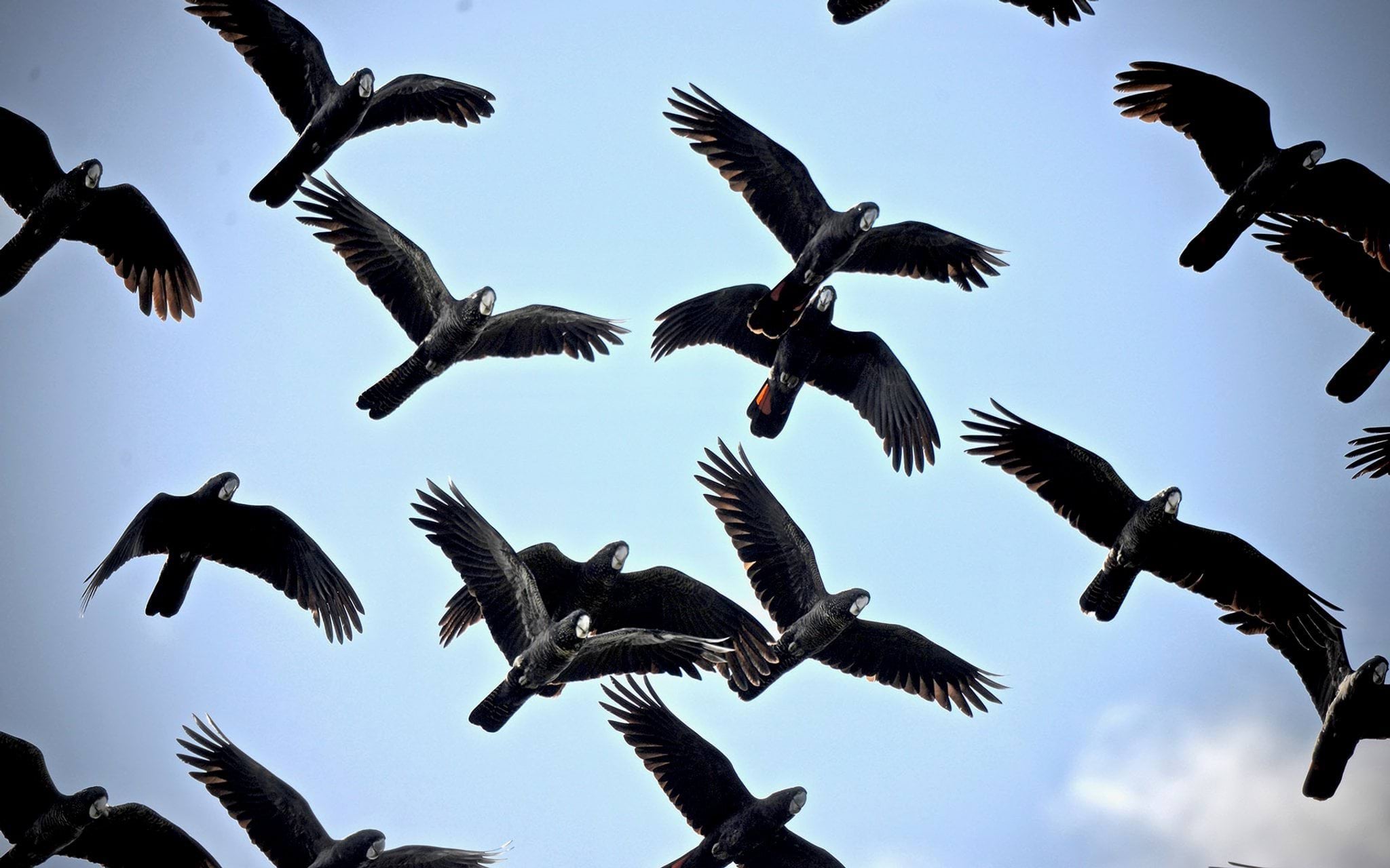 Black cockatoo flock flying. Credit: Mike Sverns
