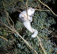 Image of a Greater Glider in Victoria 2017